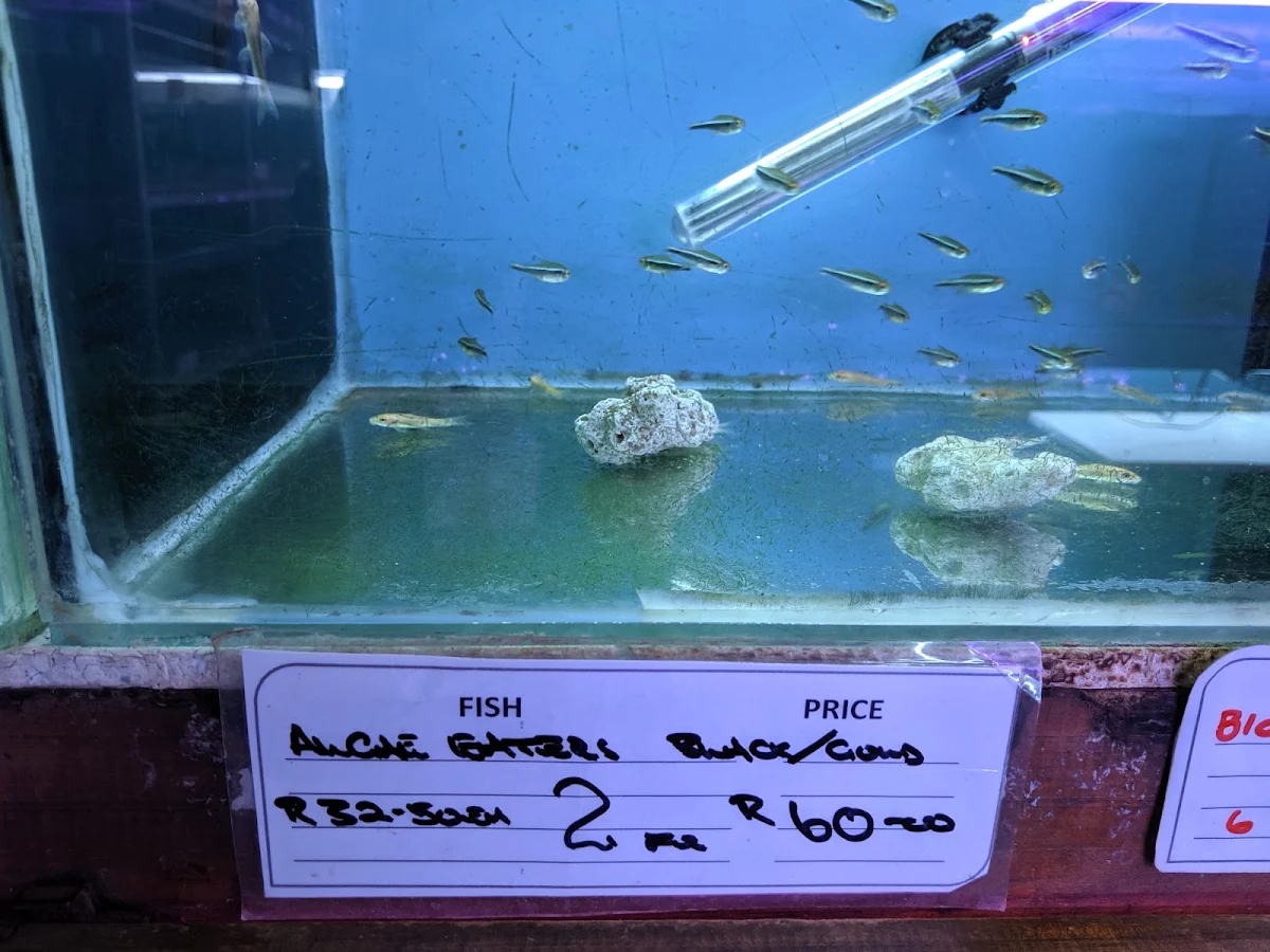A shop tank with a hand-written label for algae eaters