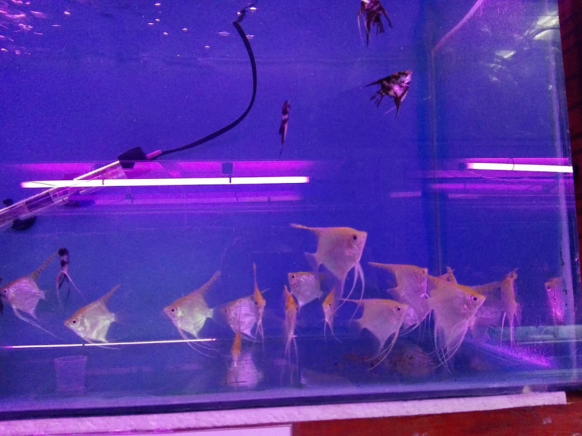 Angelfish in a shop tank under purple light
