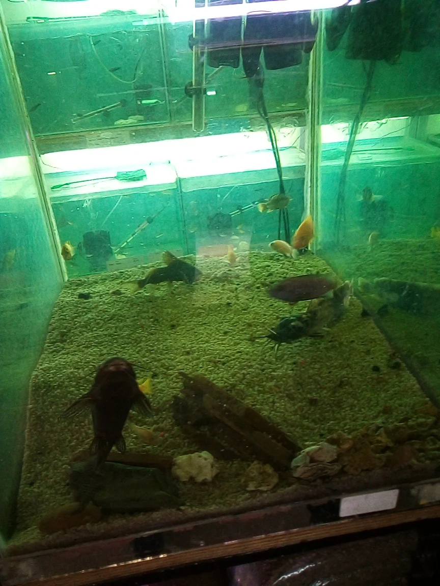 Large fish in a holding tank