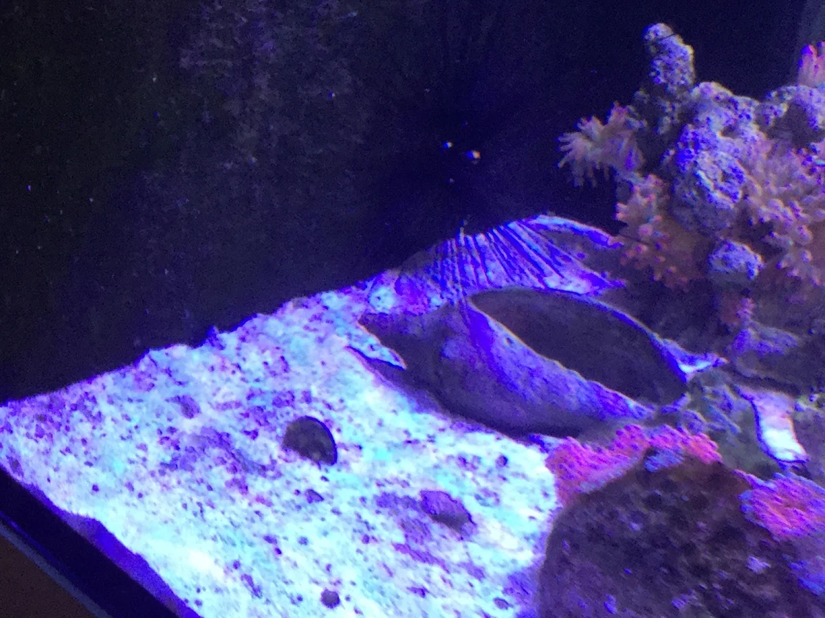 Coral under blue reef lighting