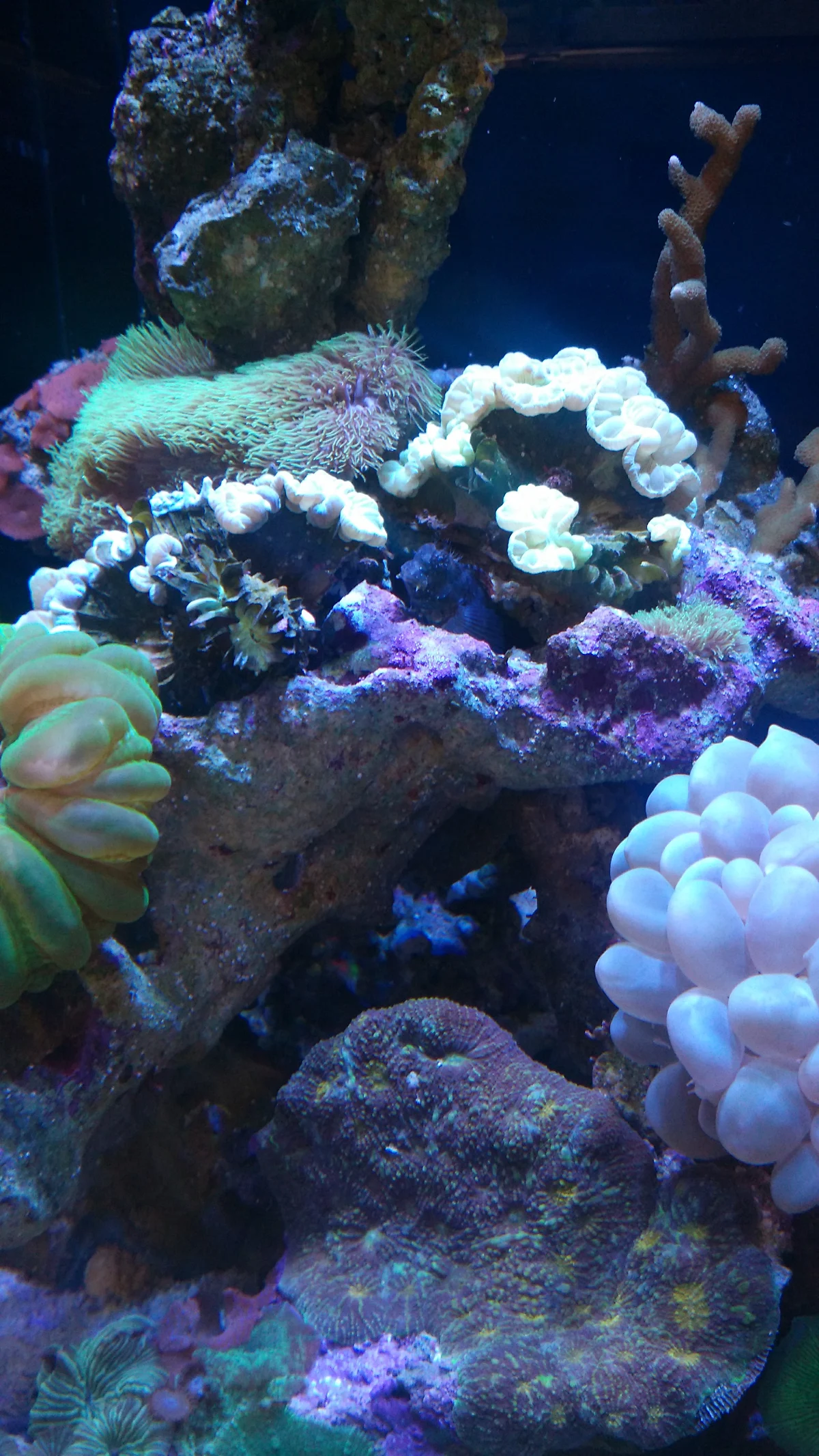 Corals on live rock under reef lighting