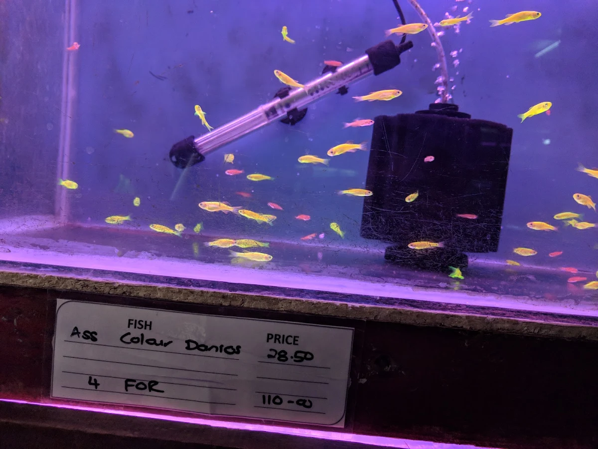 Colour danios in a shop tank with its hand-written label