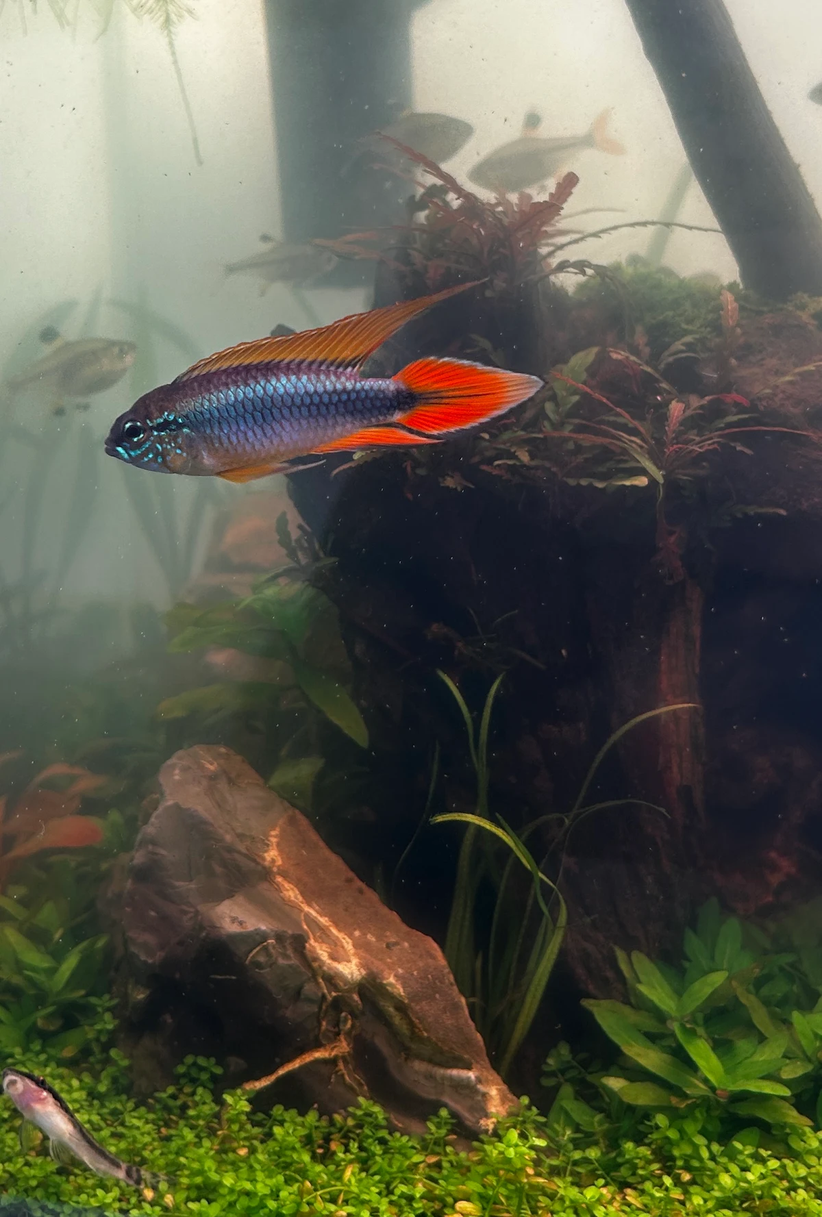 A red and blue dwarf cichlid among plants