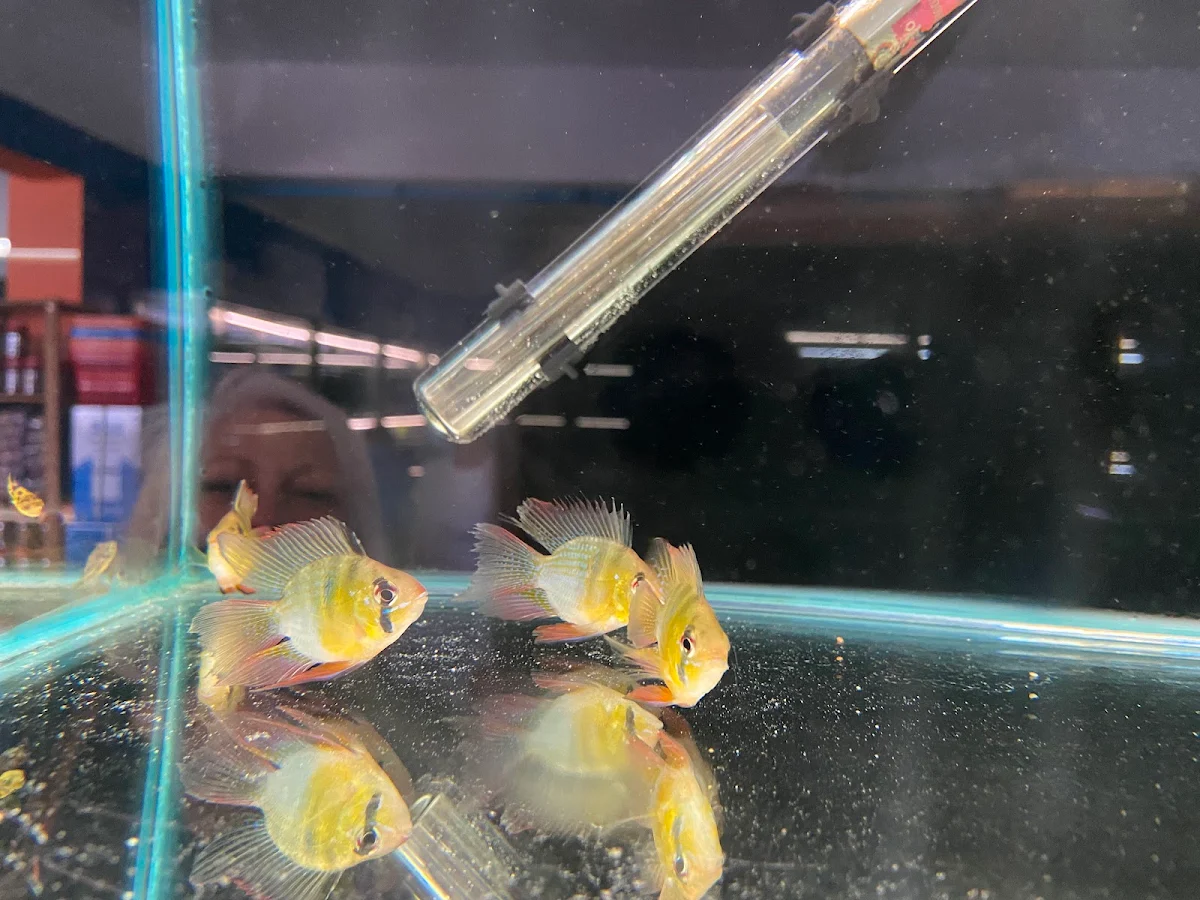 A group of fancy goldfish