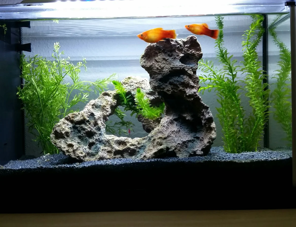 A planted tank with rock hardscape