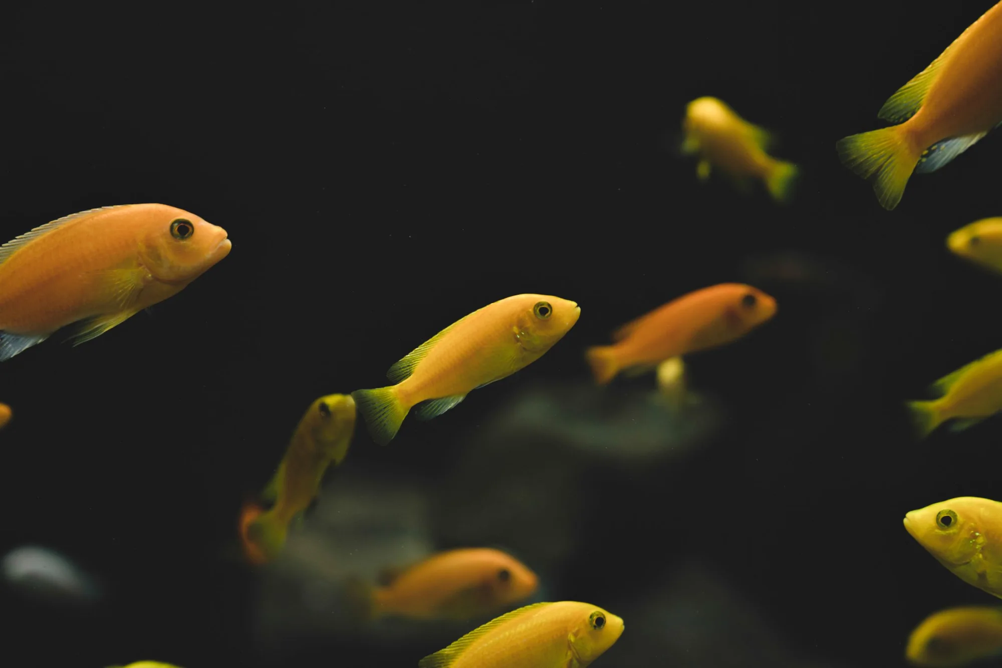 A school of orange fish in a dark freshwater aquarium