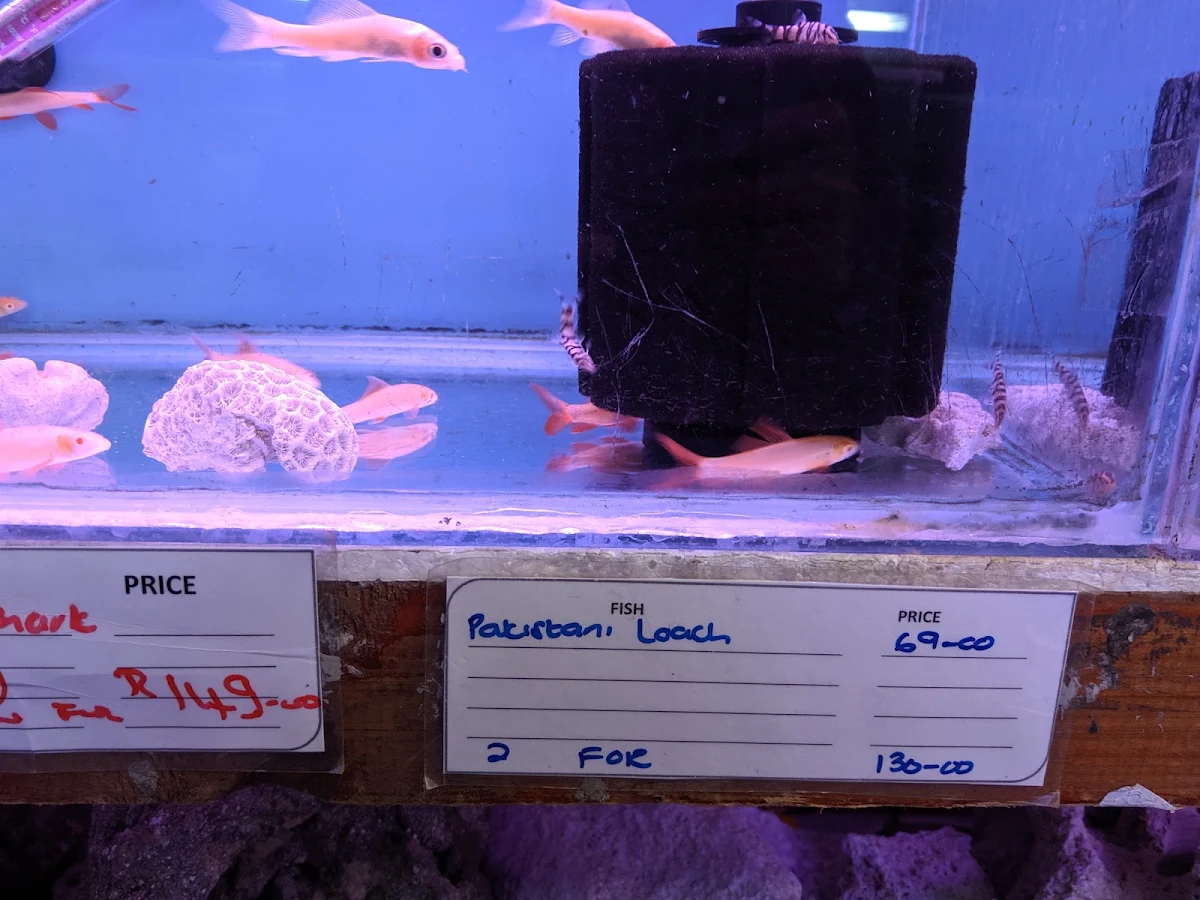 A shop tank with a hand-written label for polka dot loaches