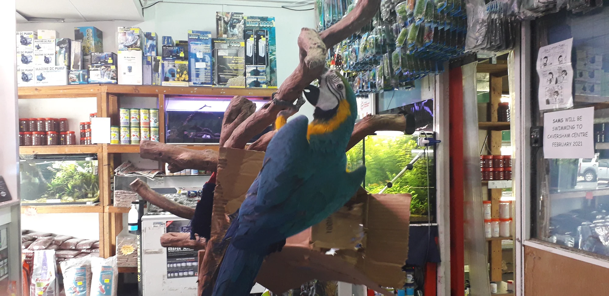 The shop's blue and gold macaw on its branch above the tanks