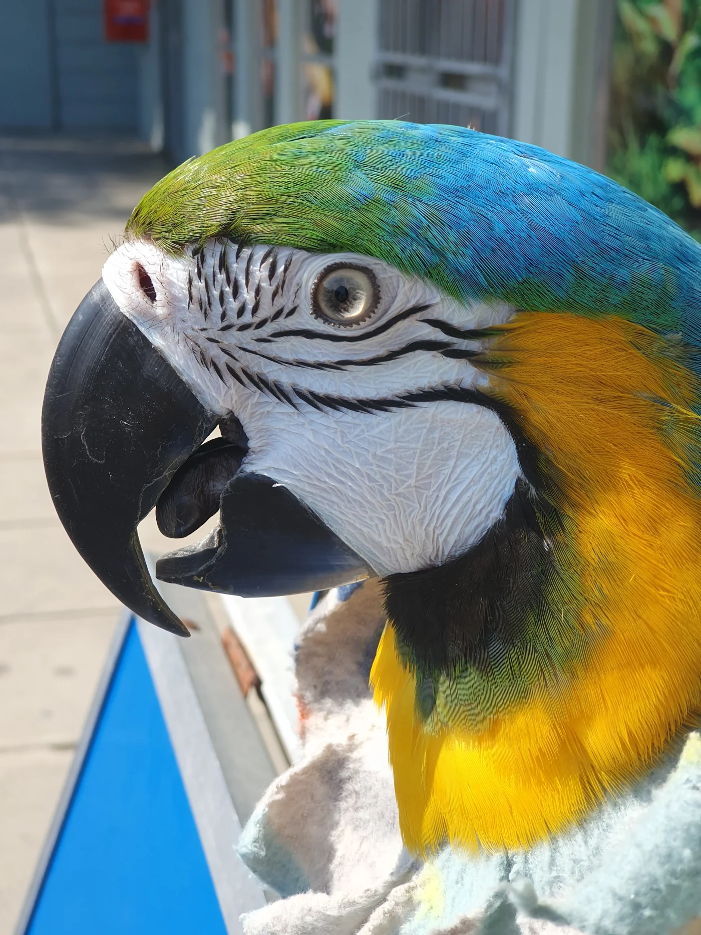 The blue and gold macaw that lives in the shop