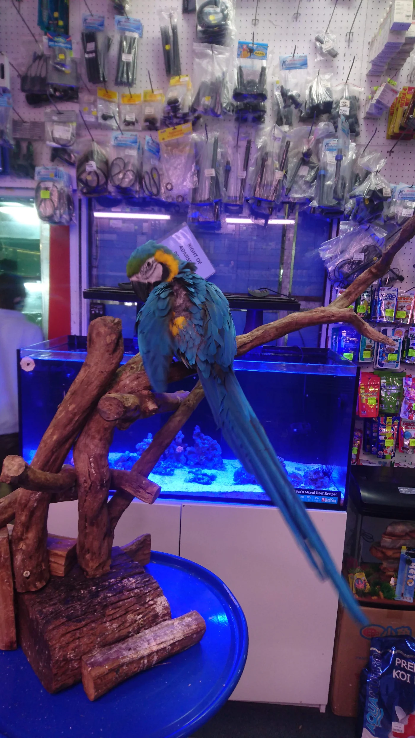 The blue and gold macaw on its perch above the reef display tank