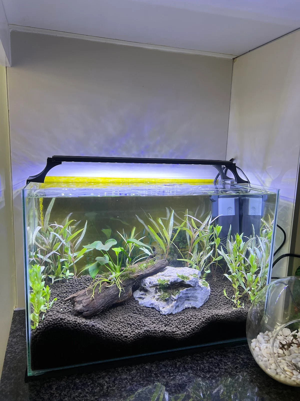 A small planted nano aquarium