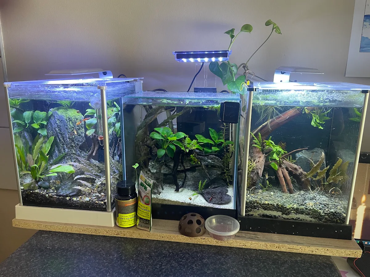 Three small planted aquariums set up and running