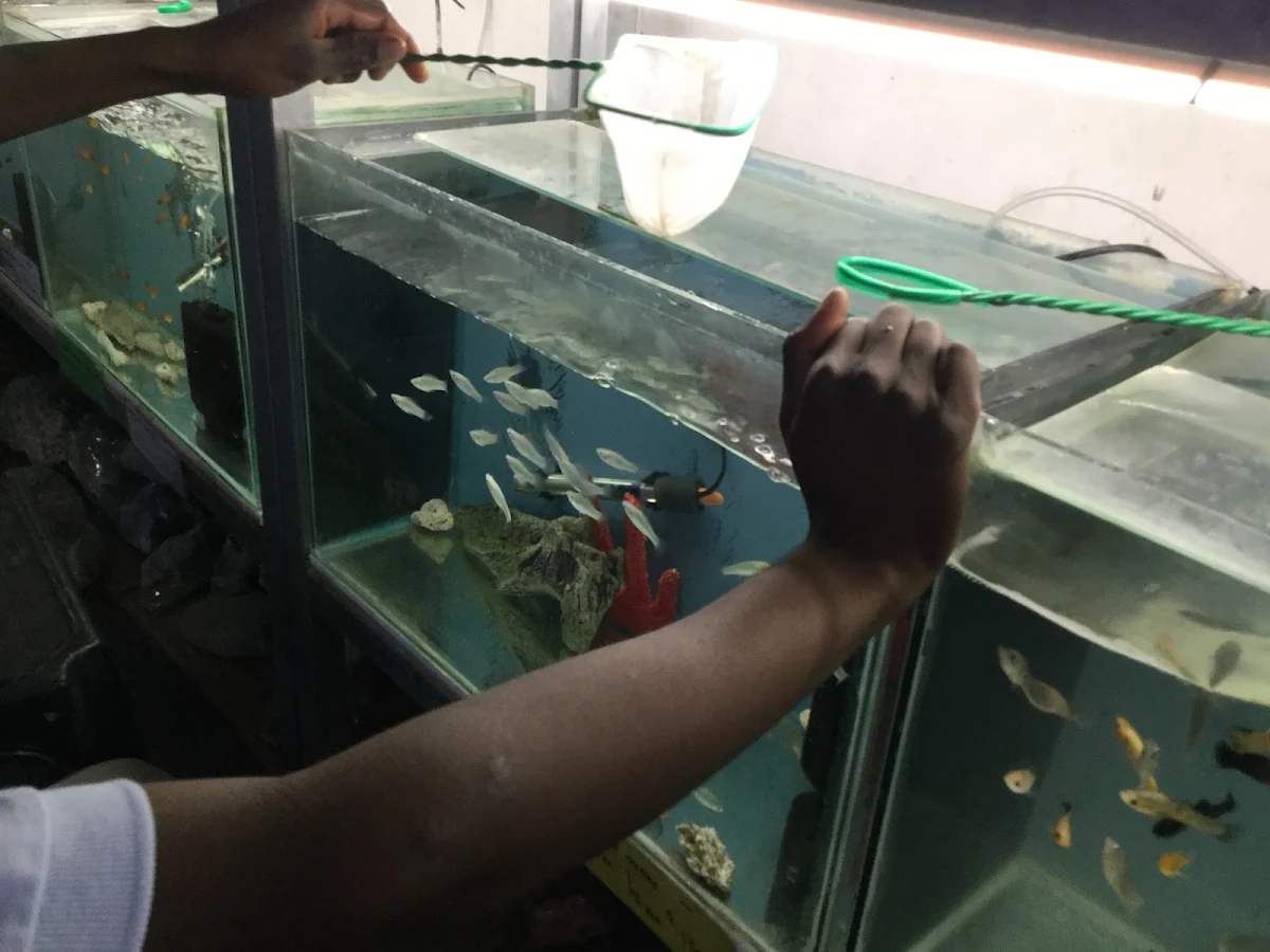 A staff member netting fish from a tank