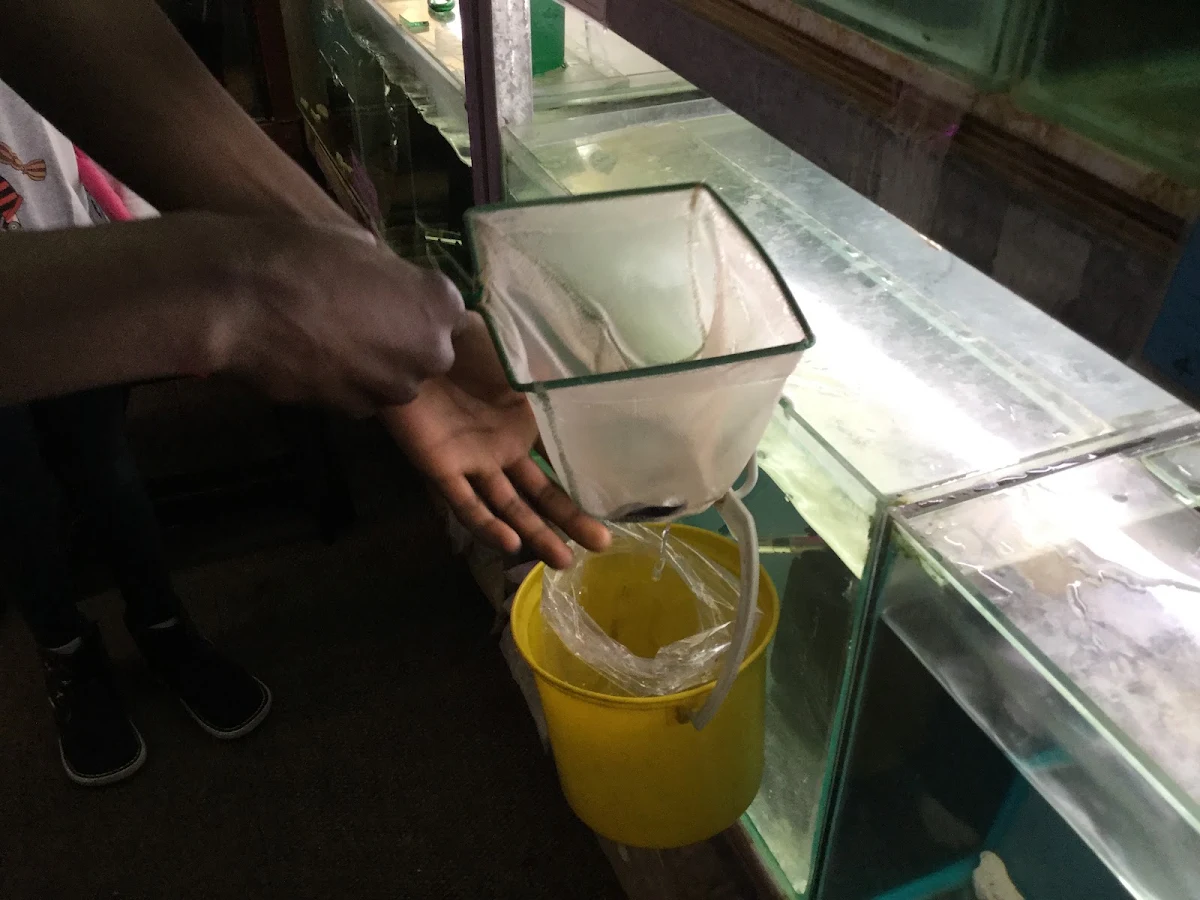 A staff member netting fish from a tank