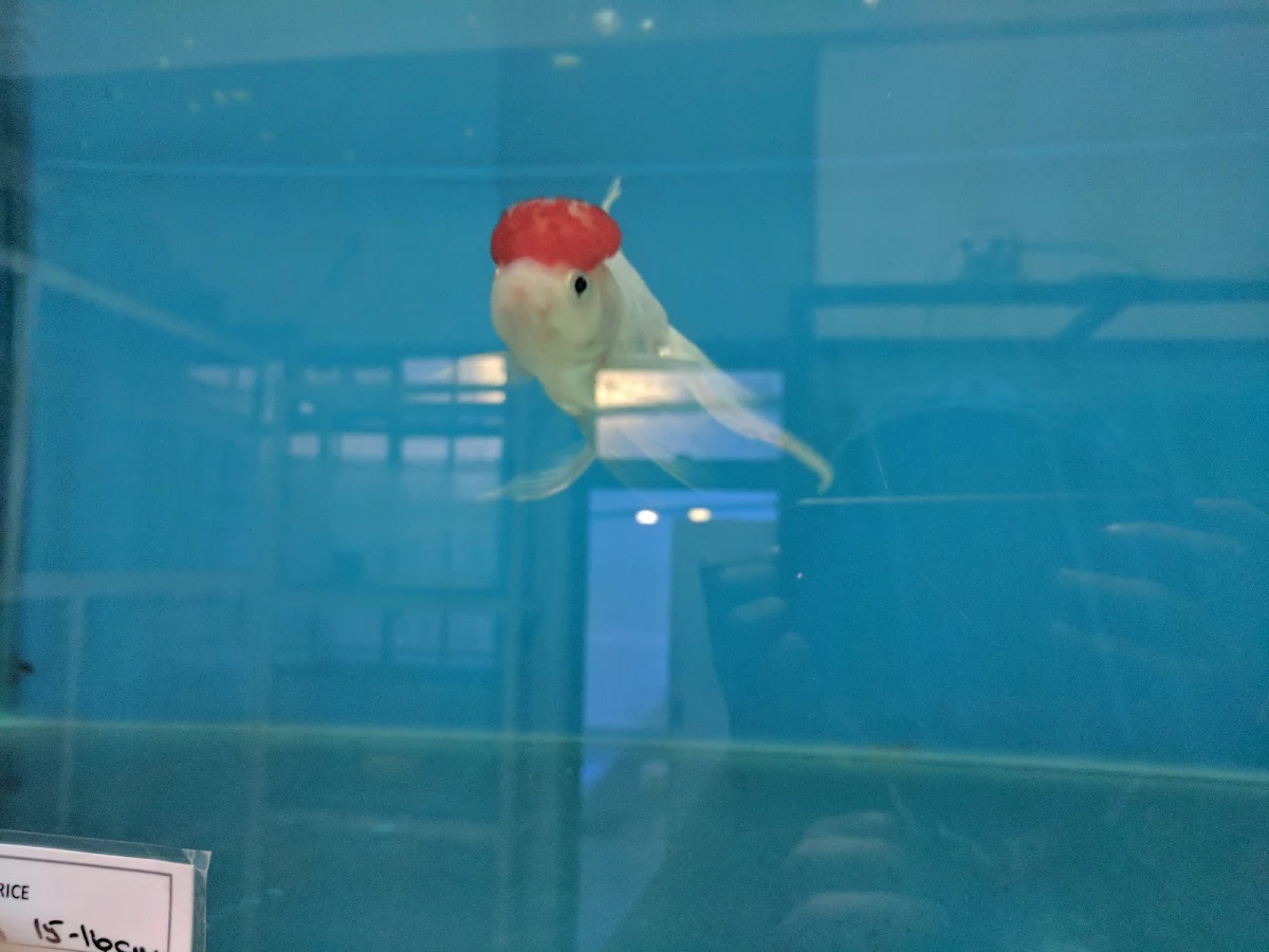 A red cap oranda goldfish