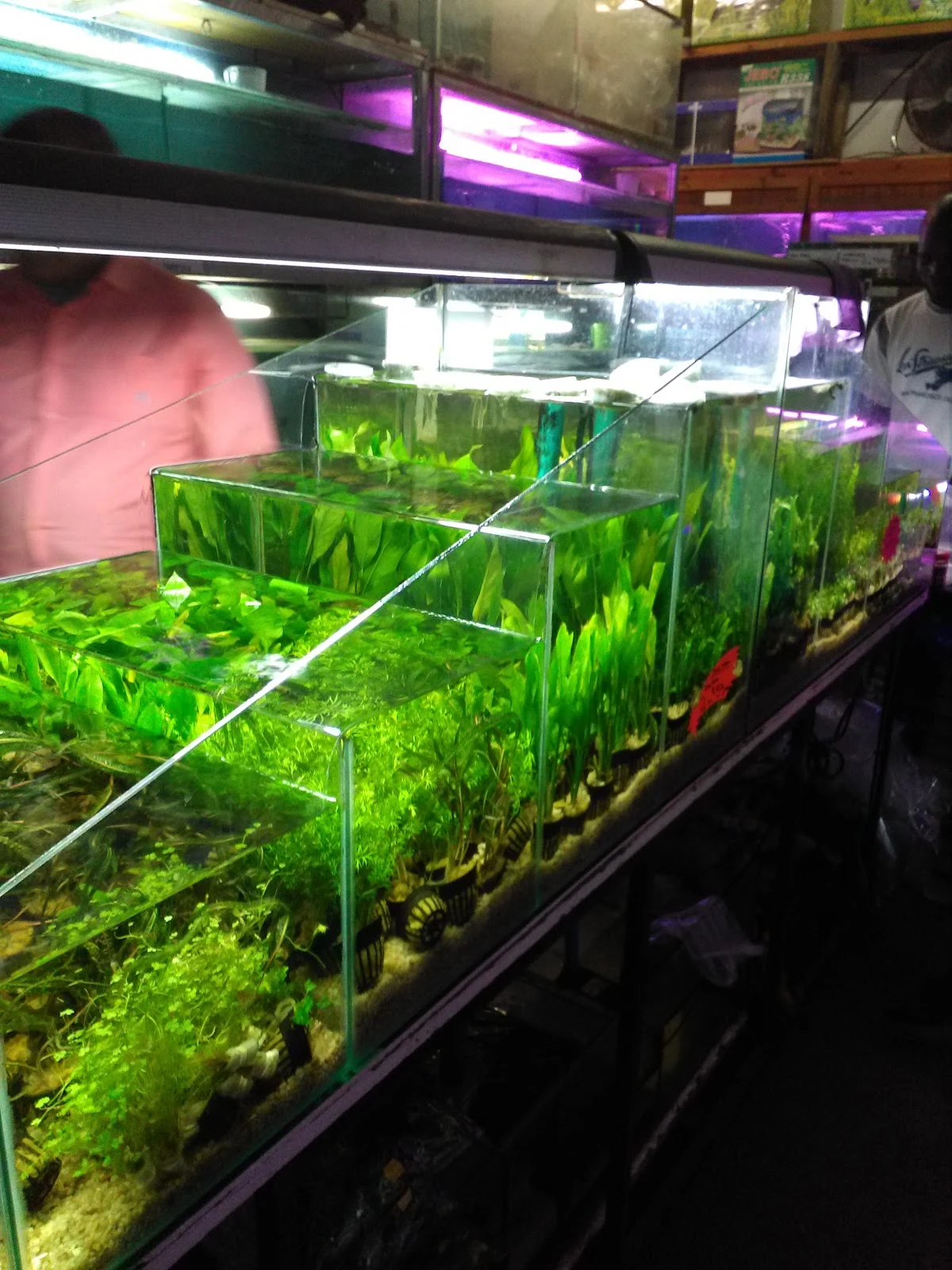 Rows of planted tanks in the shop