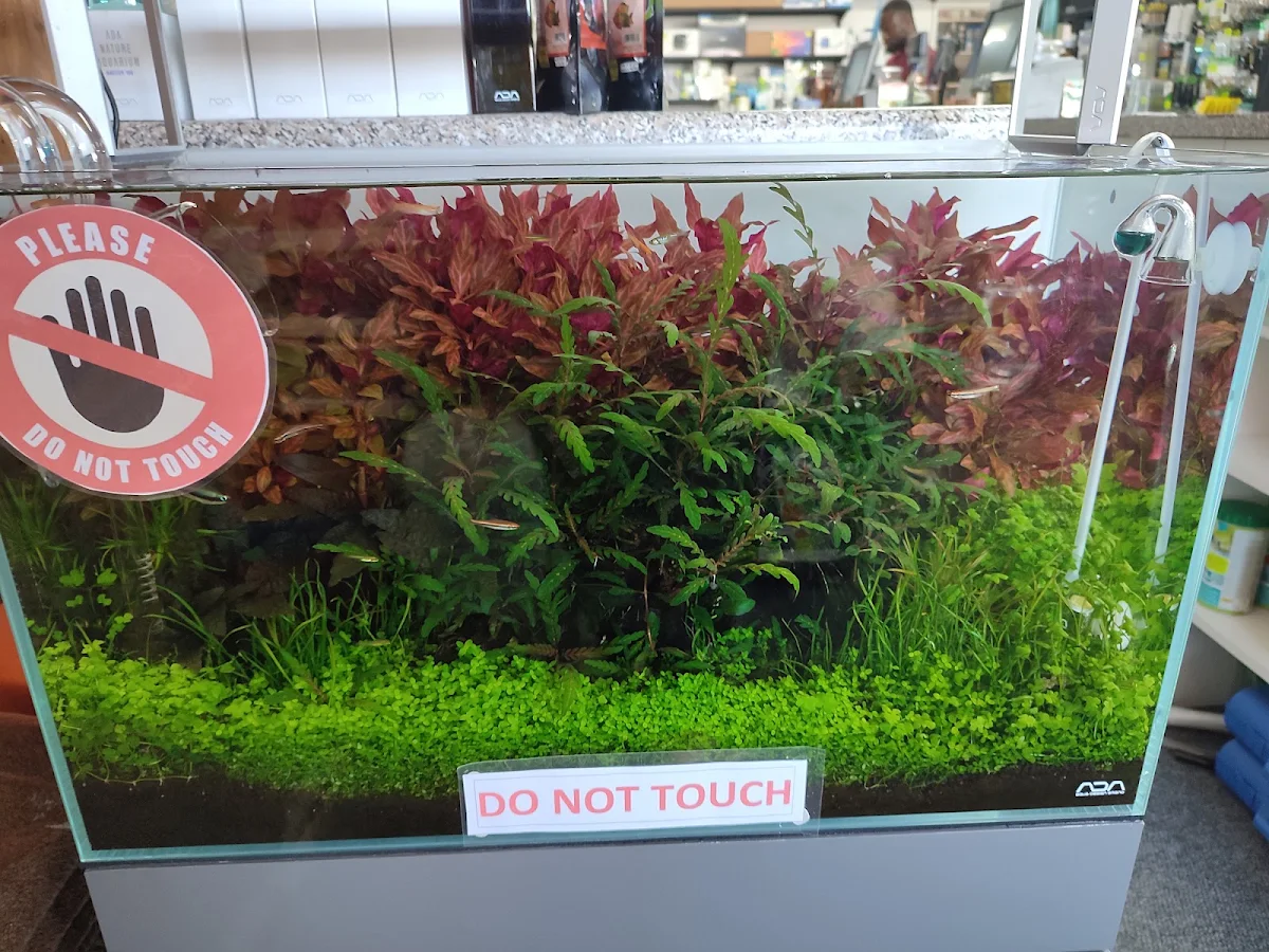 Red and green aquarium plants in a display tank