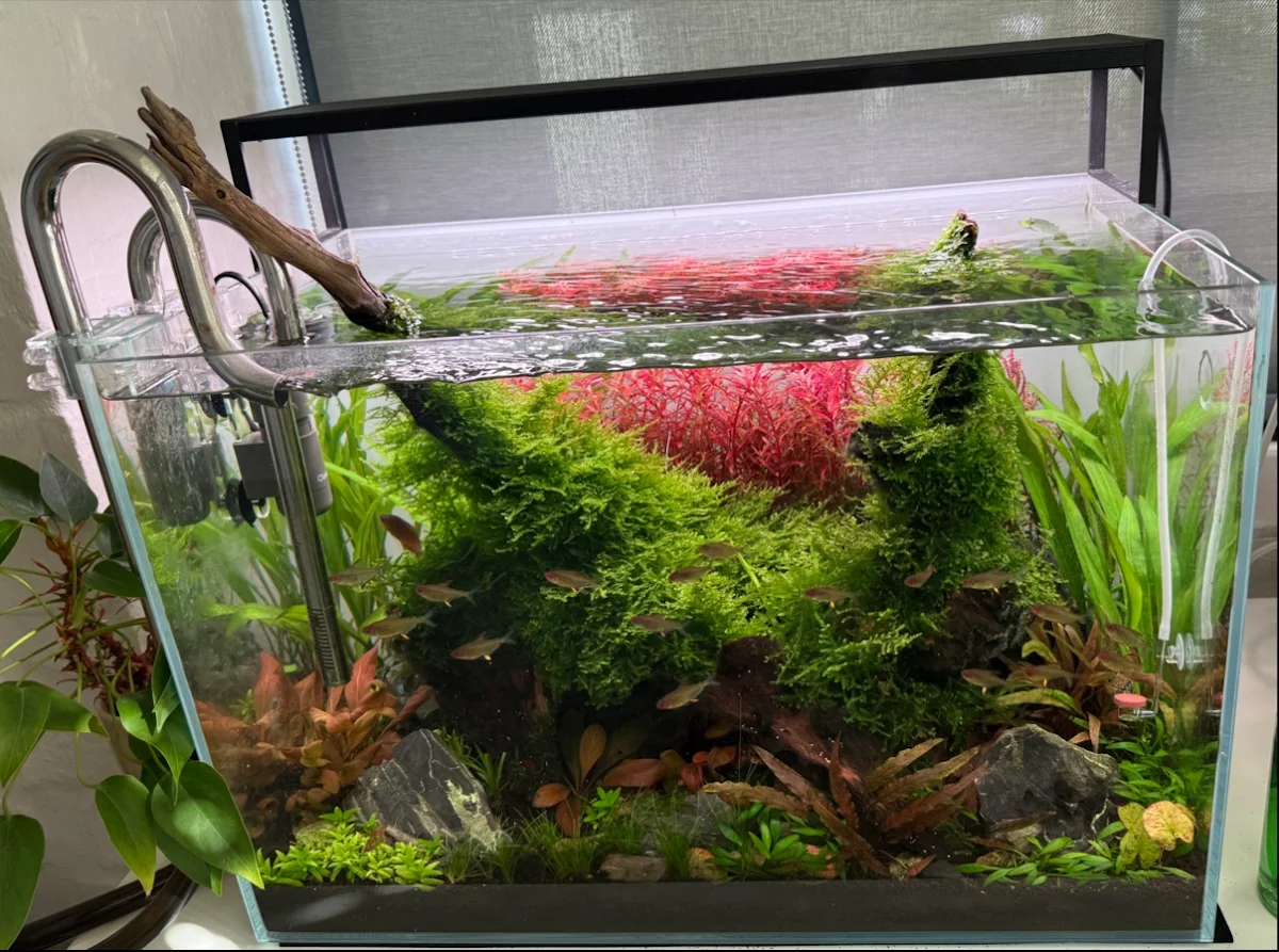 Red stem plants in a display tank