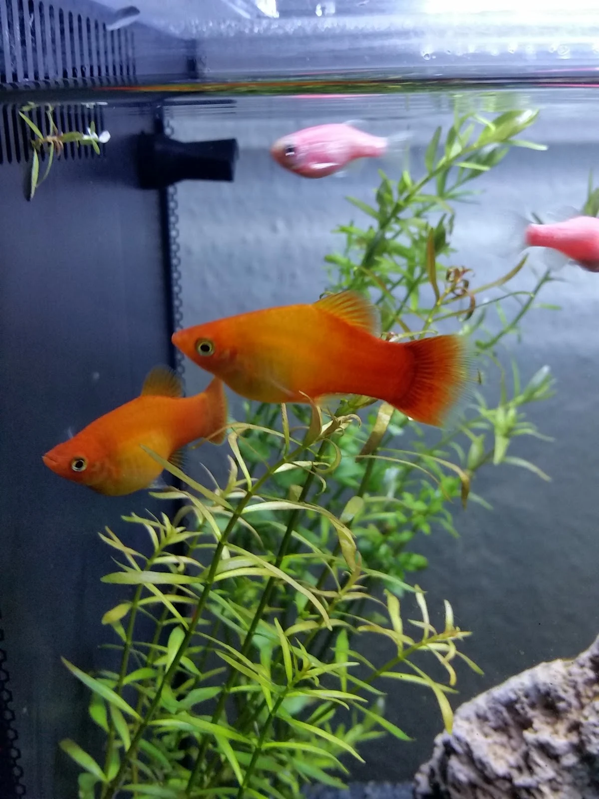 Orange platies among plants