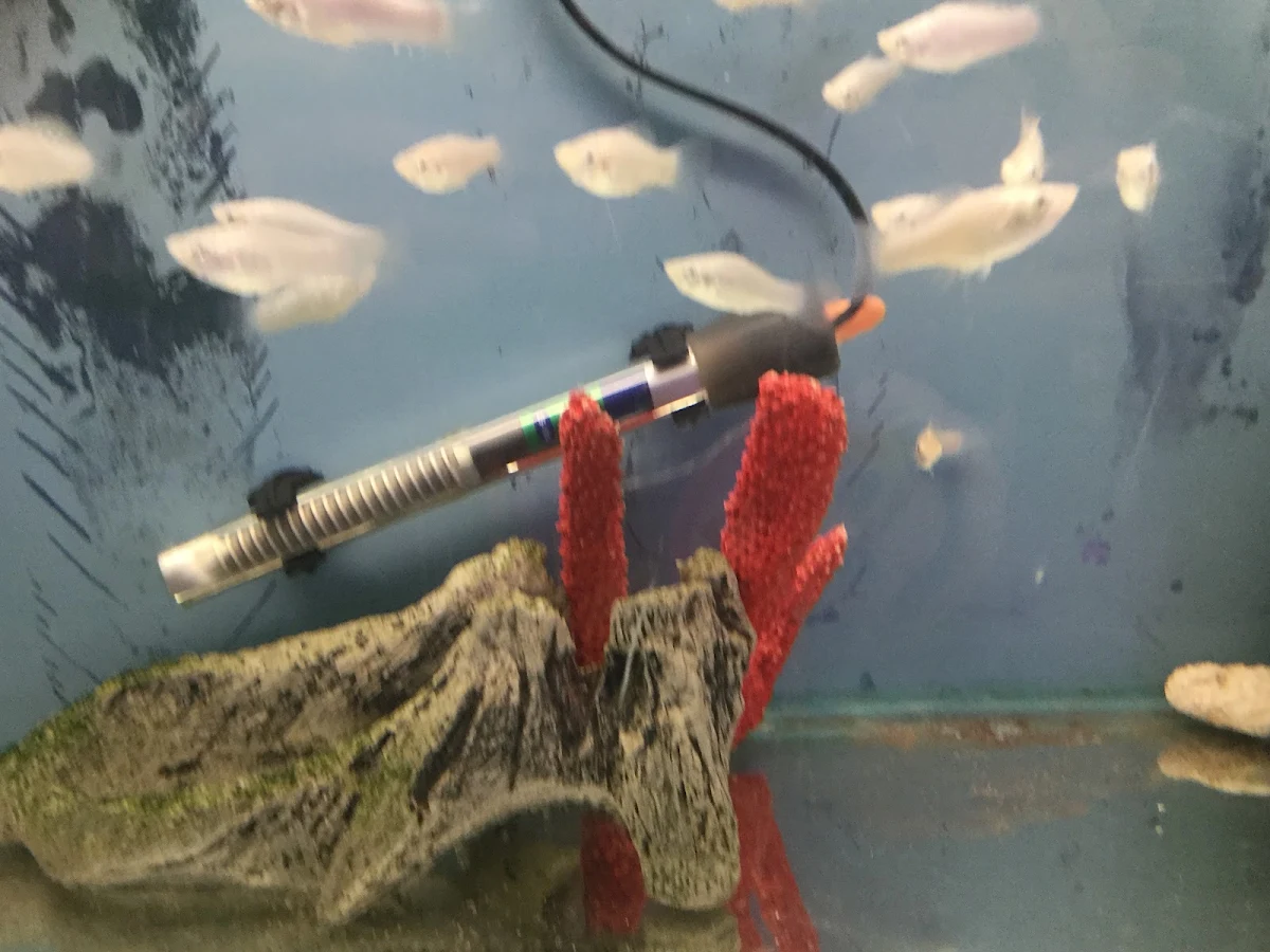 Rasboras in a shop tank