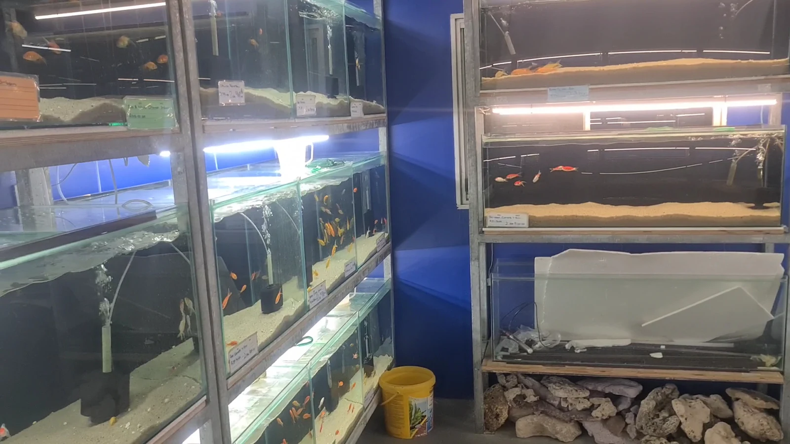 Racks of stocked tanks against the shop's blue wall, with rock for aquascaping stacked below