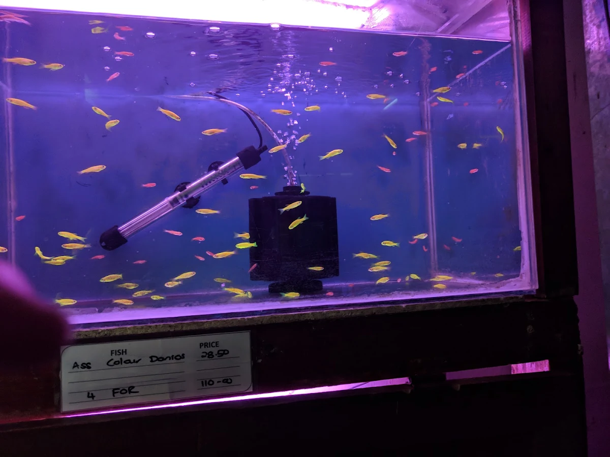 A shop tank of tetras with its hand-written label