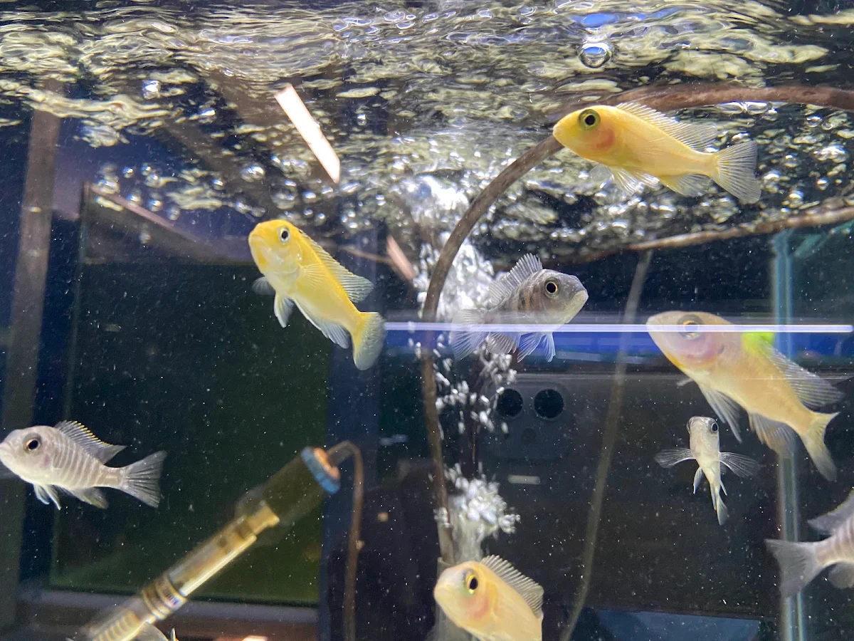 Yellow Lab cichlids